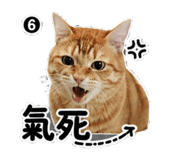 855163638