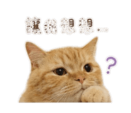 855203180