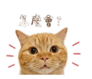 855203181