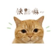 855203184