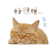 855203187