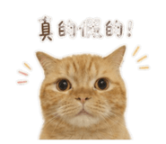 855203194