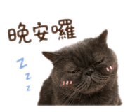 855203406