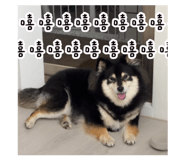 855203653