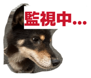 855244417