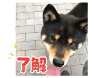855244419