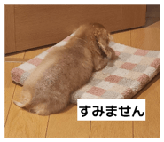 855245275