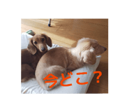 855245300