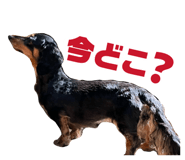 855253798