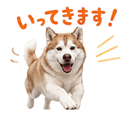 855254011
