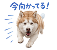 855254019