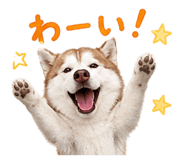 855254022