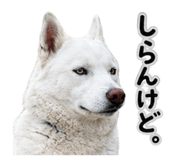 855254031