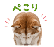 855254038