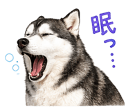 855254041