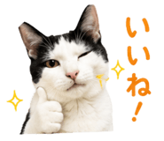 855255555