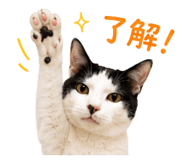 855255558
