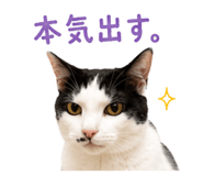 855255567