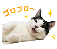 855255570