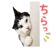 855255571