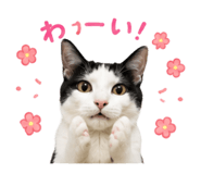 855255579