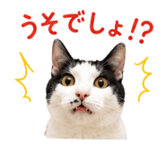855255590