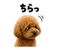 855256177
