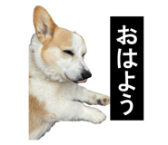 855256838