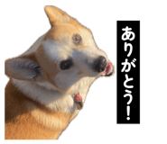 855256850