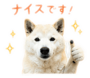 855257372