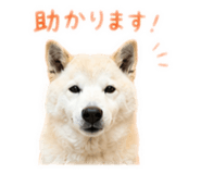 855257380