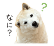 855257388