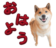 855258433