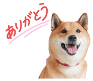 855258441