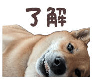 855258443