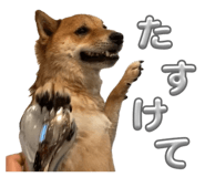 855258450