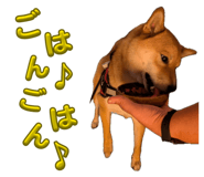 855258459