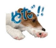 855259306