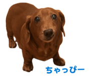 855265019
