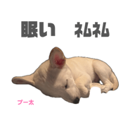 855265023