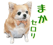 855265711
