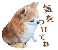 855265729
