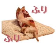 855265733