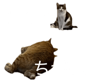 855269092
