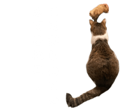 855269093