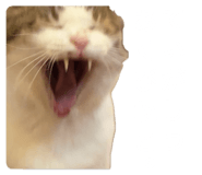855269095