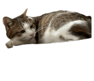 855269096