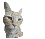 855269097