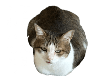 855269102