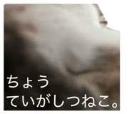 855269104